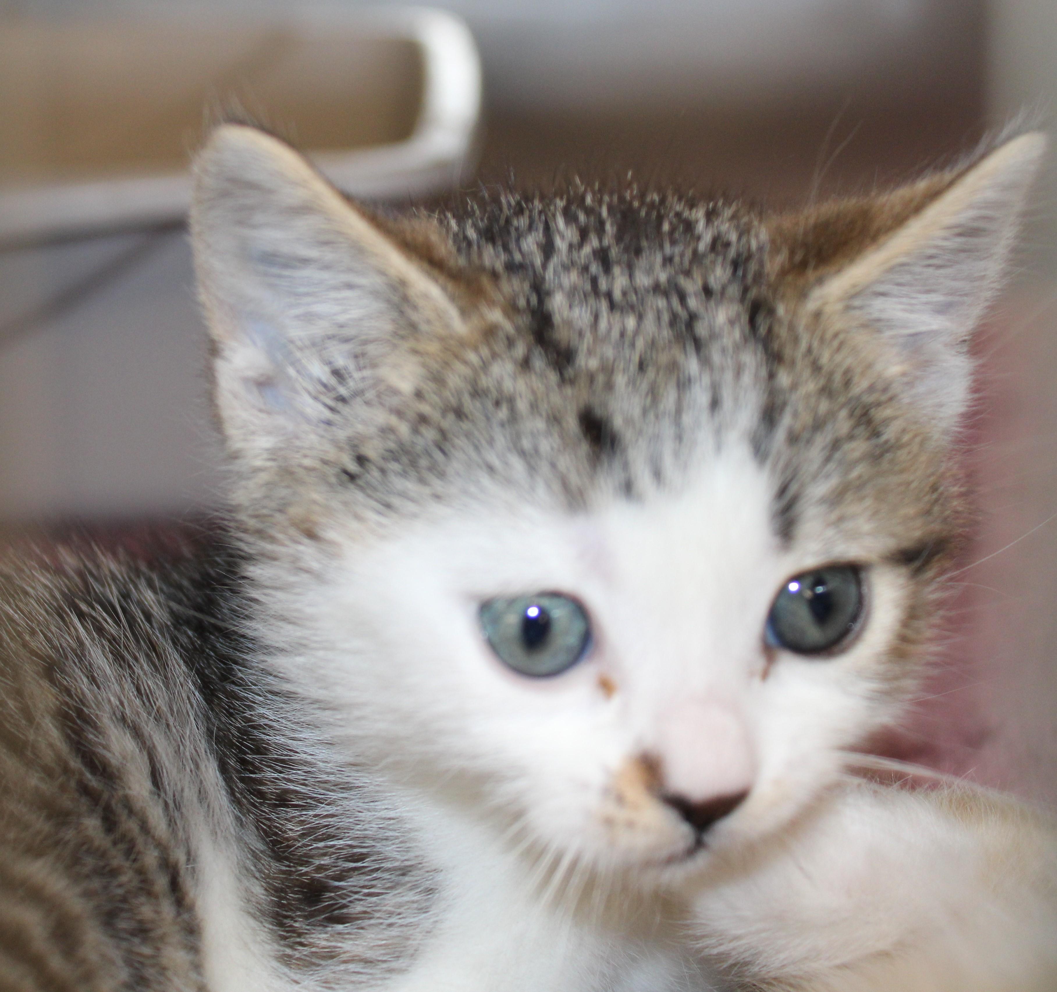 Enlarge Oreo - bonded with brother Cookie, 2 for 1!, an adopted Domestic Short Hair in Mississauga, ON image 2/6