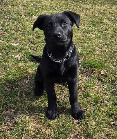 Willow, a Adoptable mixed breed in LEWISTON, ID image 2/6