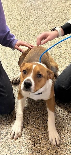 SCOOTER, Adoptable, Young Male Parson Russell Terrier & Boxer.