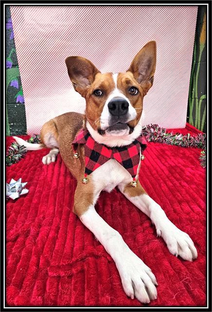 SCOOTER, Adoptable, Young Male Parson Russell Terrier & Boxer.