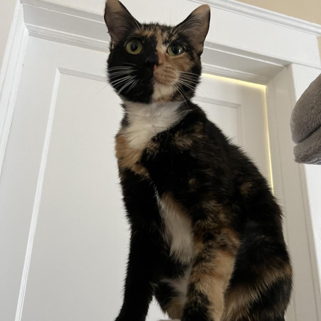 Momma, Adoptable, Young Female Domestic Short Hair.