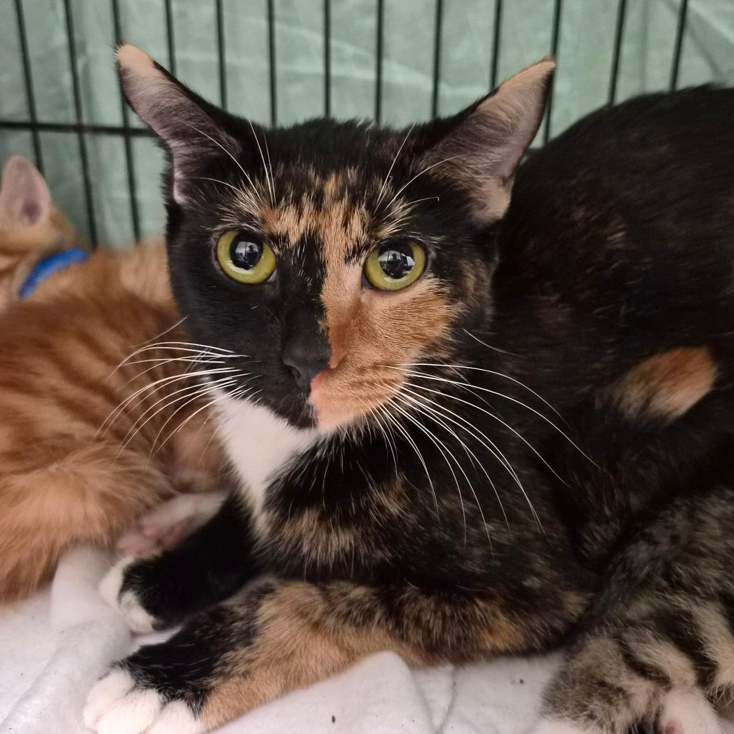 Enlarge Momma, a Adoptable Domestic Short Hair in Montgomery, AL image 1/1