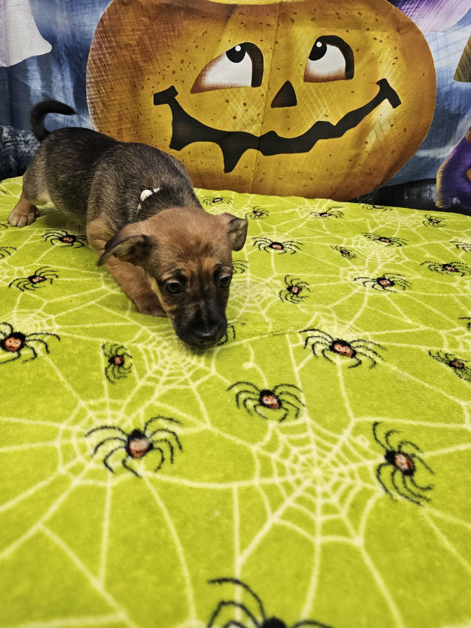 Clearview, Adoptable, Young Male Rat Terrier.