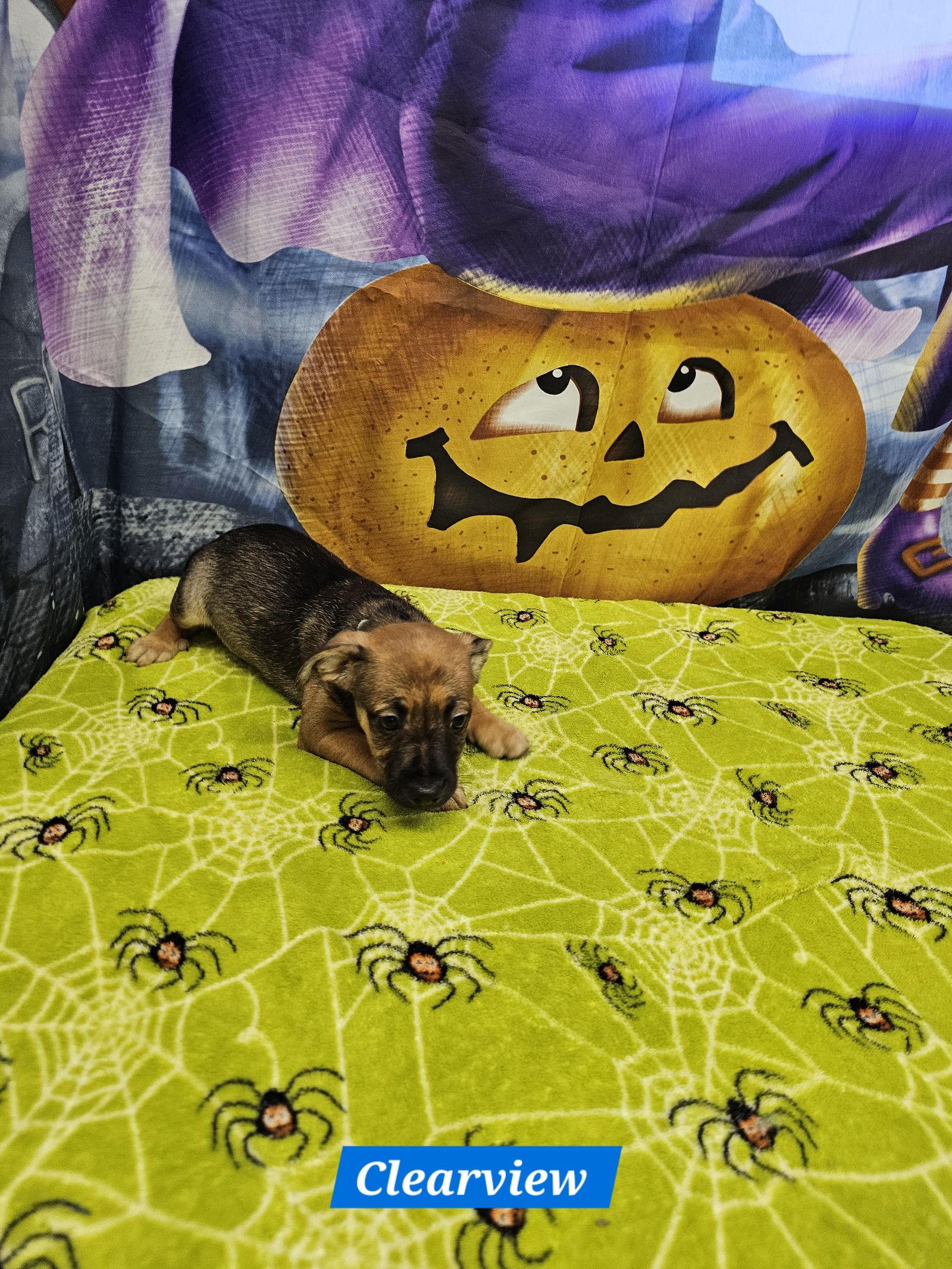 Enlarge Clearview, a Adoptable Rat Terrier in Metairie, LA image 2/2