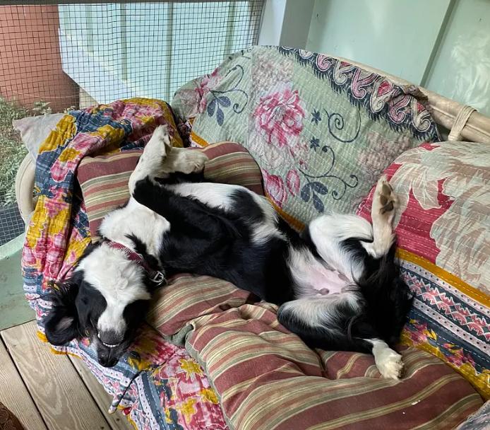 Enlarge GEMMA, a Adoptable mixed breed in Pittsboro, NC image 3/5