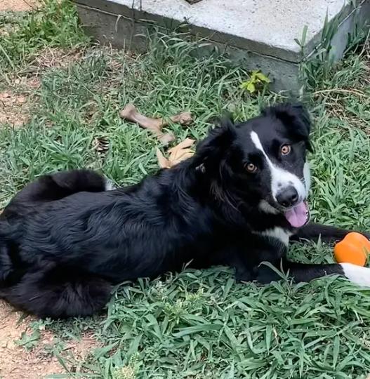 Enlarge GEMMA, a Adoptable mixed breed in Pittsboro, NC image 2/5