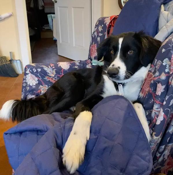 GEMMA, Adoptable, Young Female Border Collie.