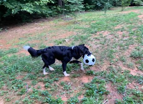 Enlarge GEMMA, a Adoptable mixed breed in Pittsboro, NC image 5/5