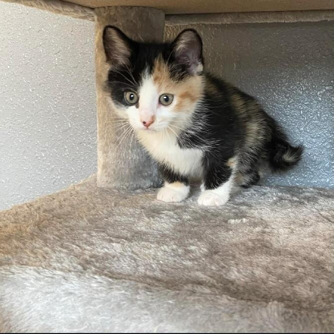 Enlarge Tess, an adopted Domestic Short Hair in Nevada, MO image 1/1