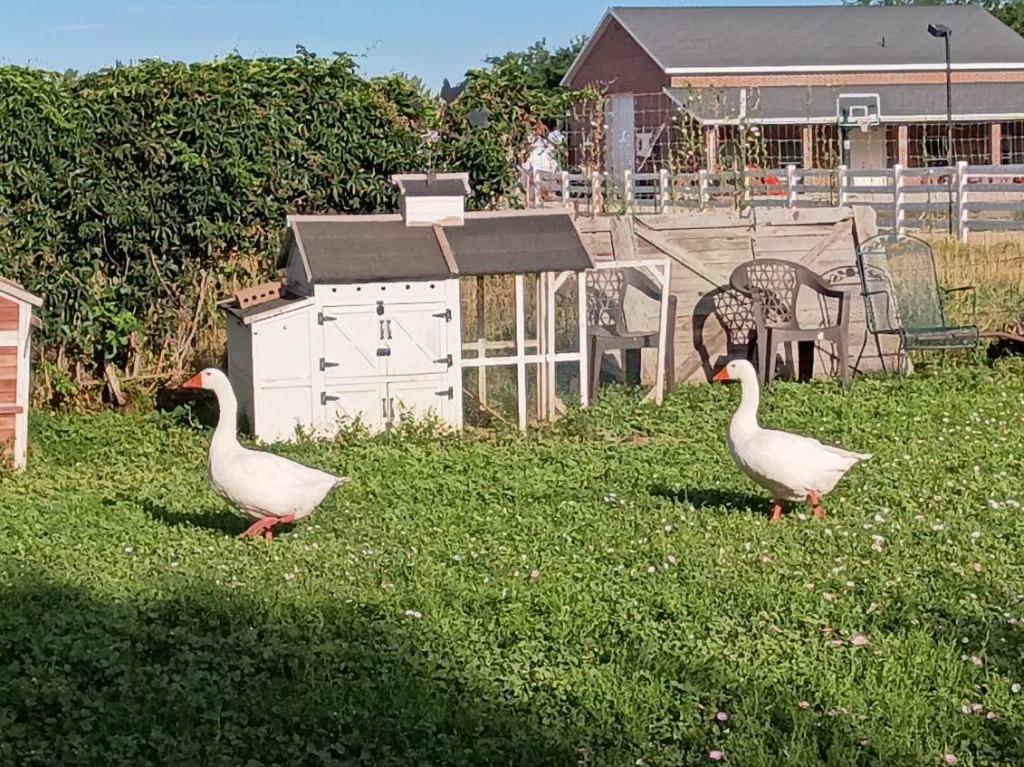 Enlarge River / Rio, a Adoptable Goose in Eagle Mountain, UT image 1/3
