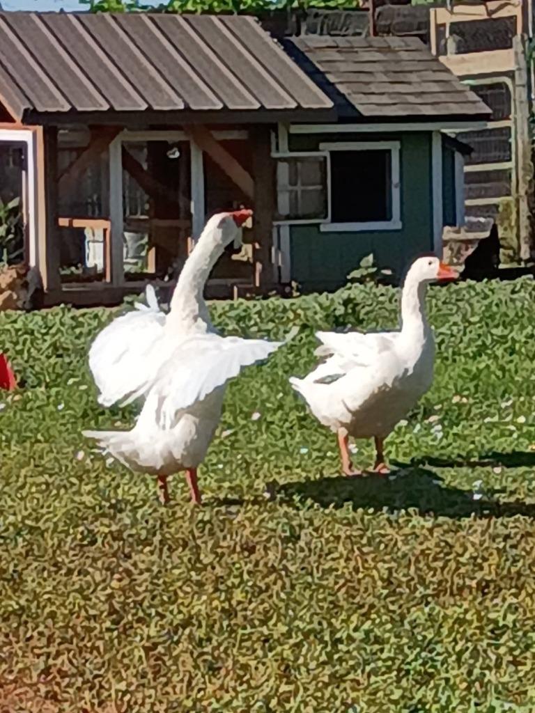 Enlarge River / Rio, a Adoptable Goose in Eagle Mountain, UT image 2/3