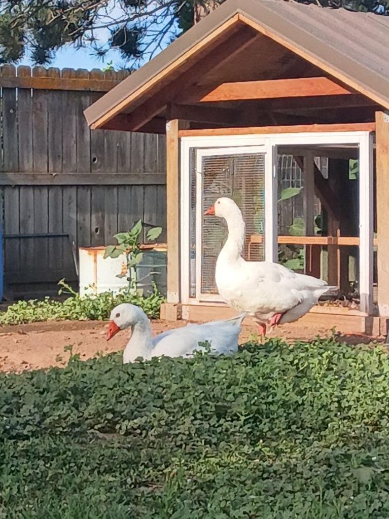 Enlarge River / Rio, a Adoptable Goose in Eagle Mountain, UT image 3/3