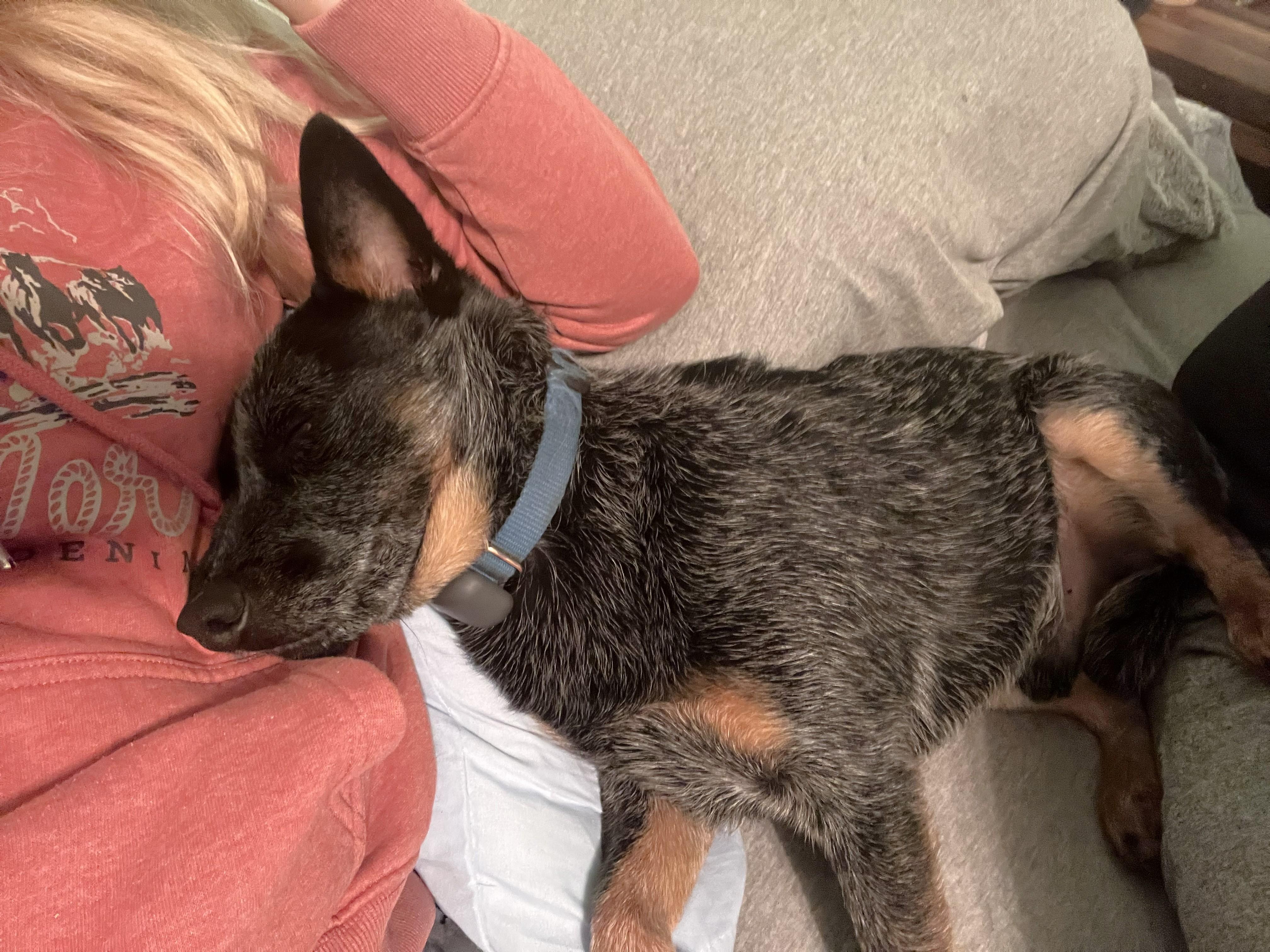 Enlarge Kokomo, a Adoptable Australian Cattle Dog / Blue Heeler in Elk, WA image 1/6