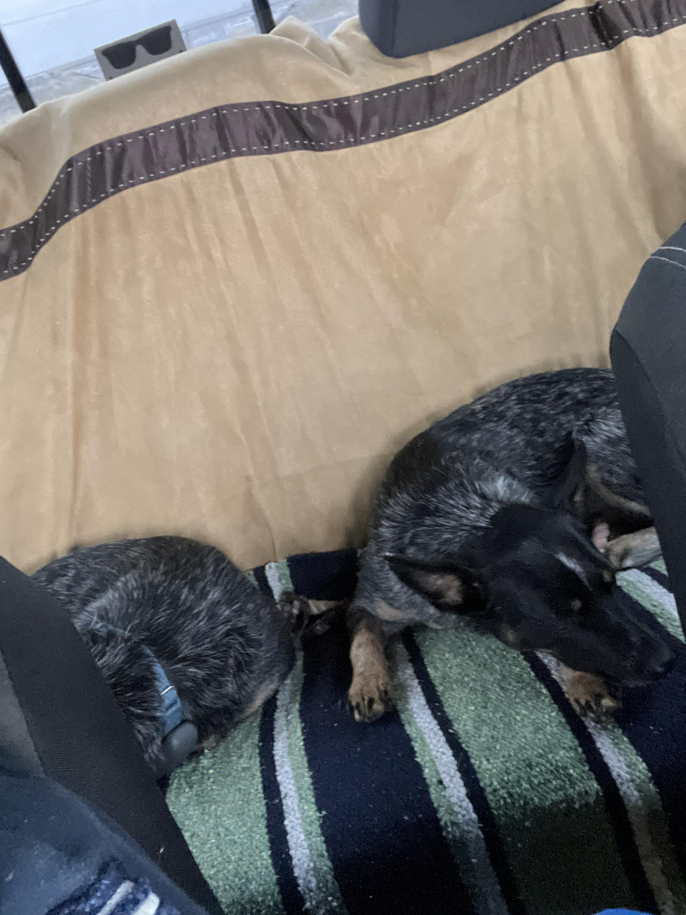 Enlarge Kokomo, a Adoptable Australian Cattle Dog / Blue Heeler in Elk, WA image 2/6