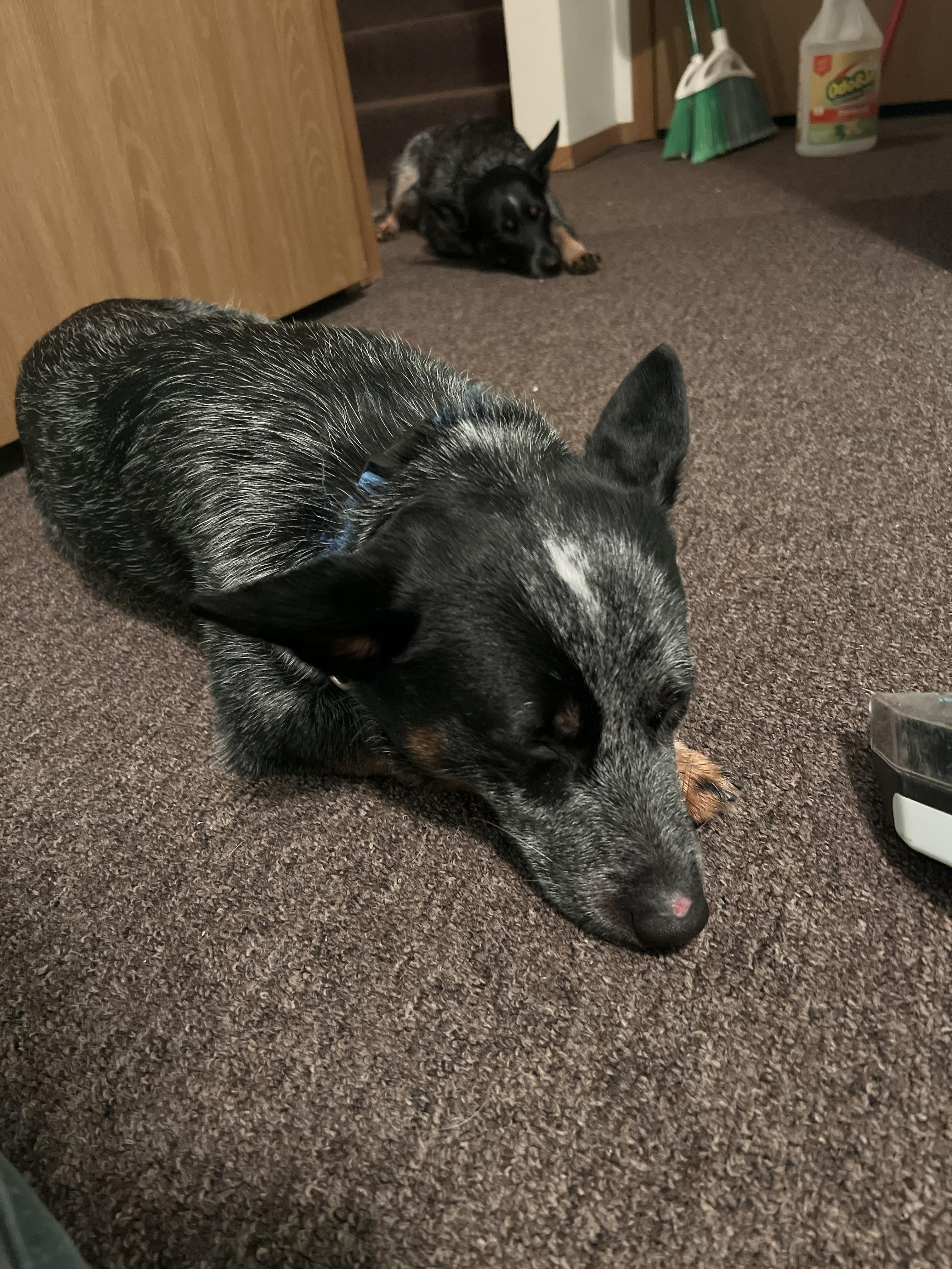 Enlarge Kokomo, a Adoptable Australian Cattle Dog / Blue Heeler in Elk, WA image 3/6