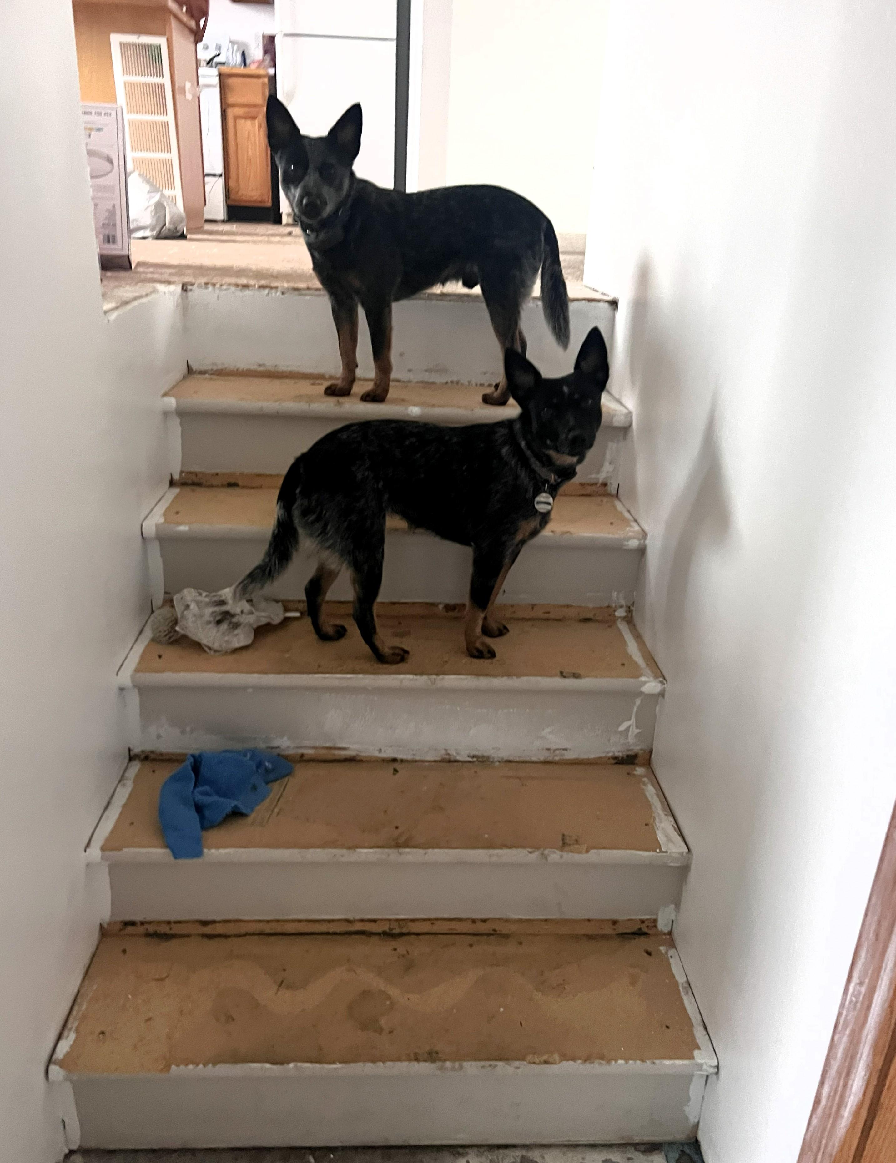 Enlarge Kokomo, a Adoptable Australian Cattle Dog / Blue Heeler in Elk, WA image 4/6