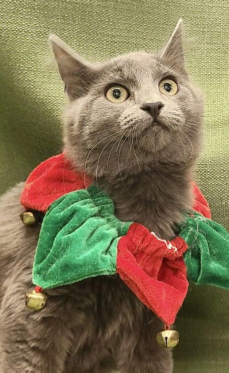 Smokey, Adoptable, Kitten Male Domestic Medium Hair.