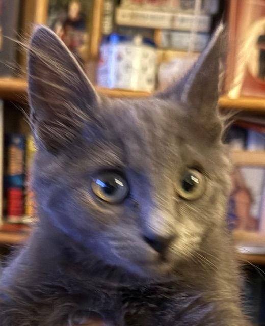 Smokey, a Adoptable Domestic Medium Hair in Antioch, CA image 1/2