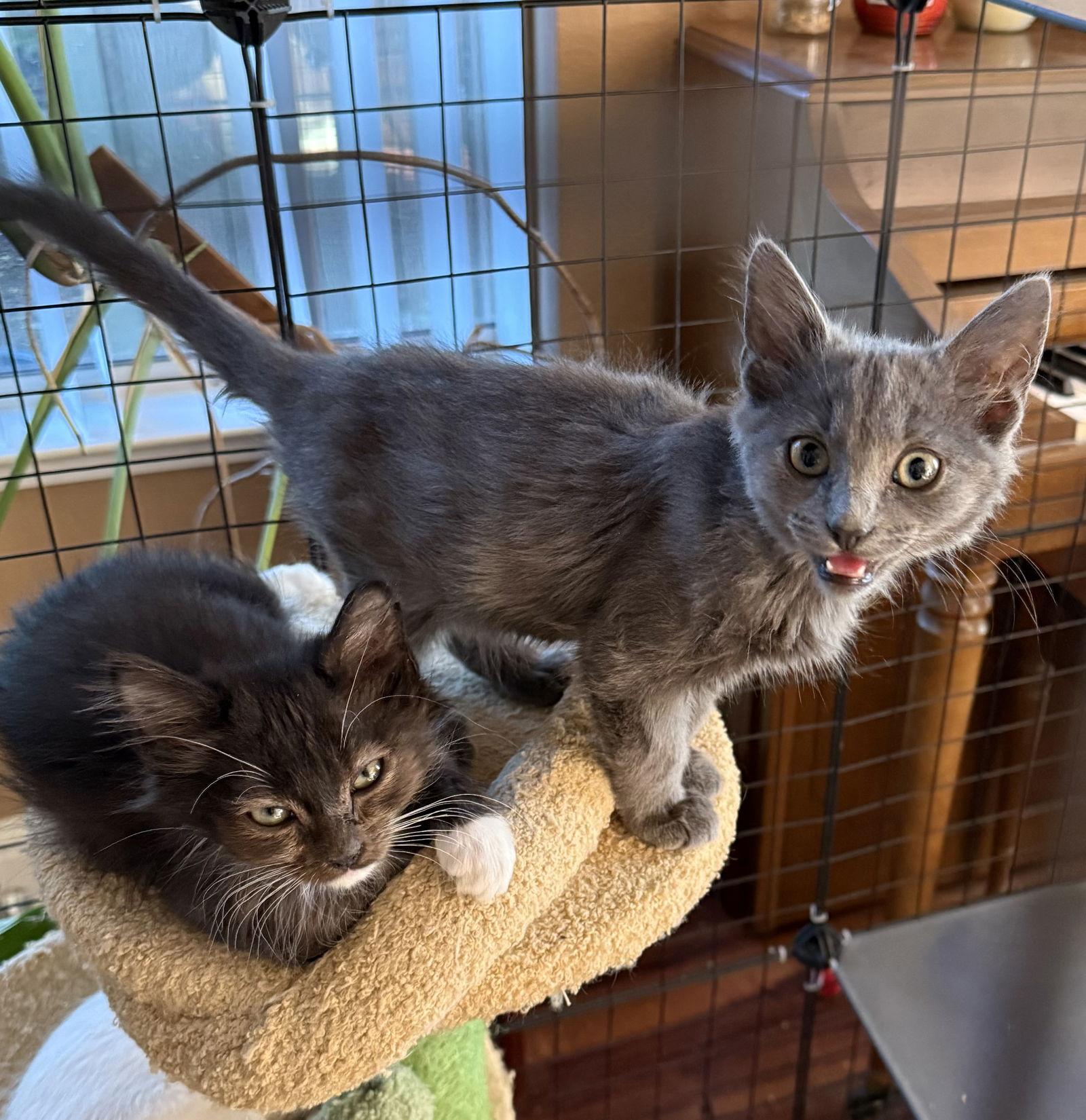 Smokey, Adoptable, Kitten Male Domestic Medium Hair.