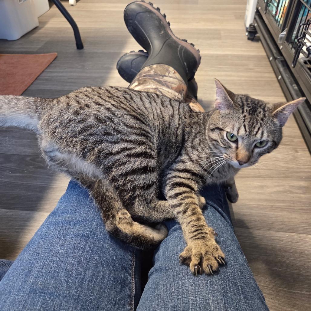 Leo, a Adoptable Domestic Short Hair in Woodstock, VA image 2/2