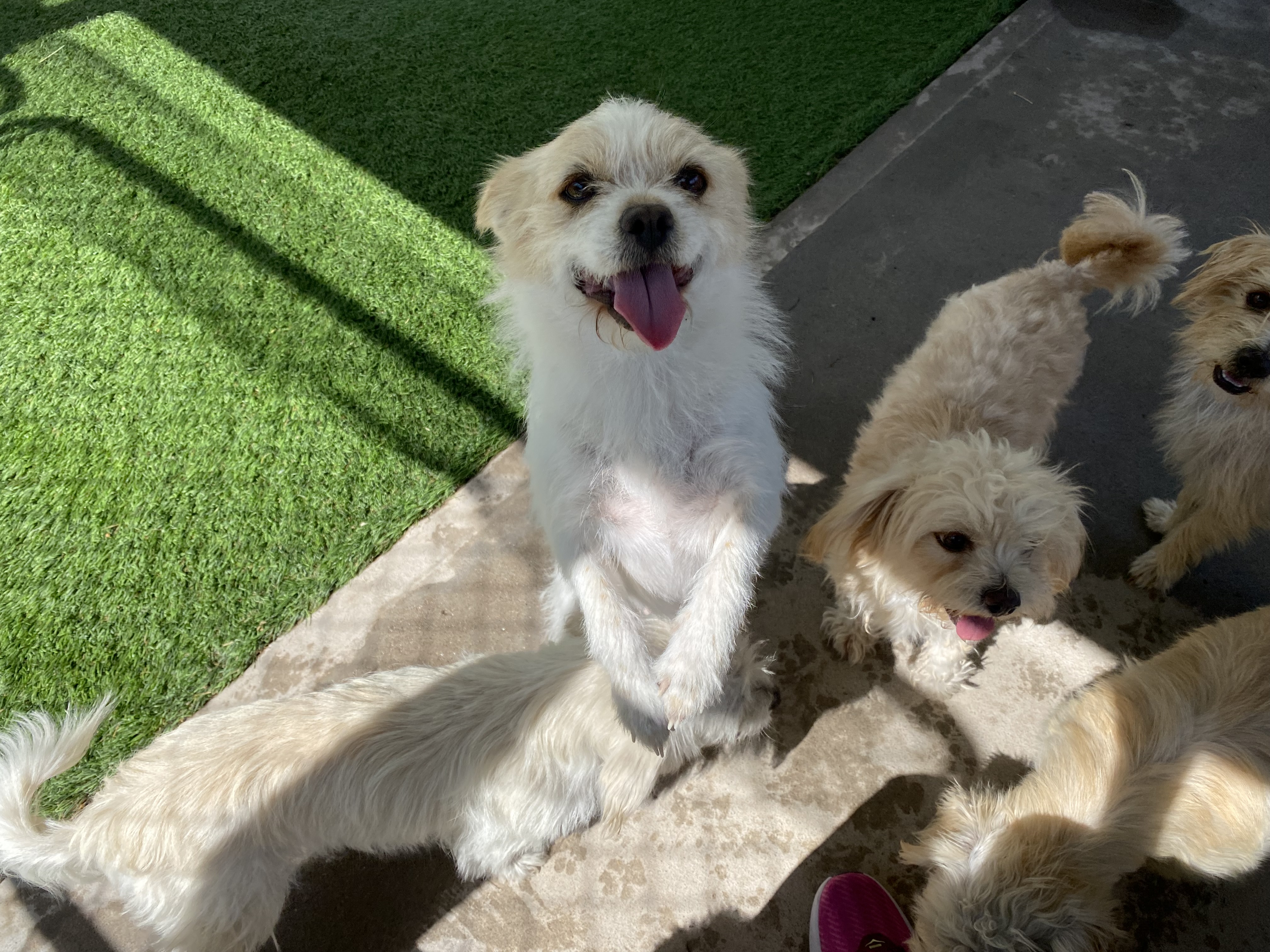 Dog for adoption Chai, a Chihuahua & Terrier Mix in El Paso, TX