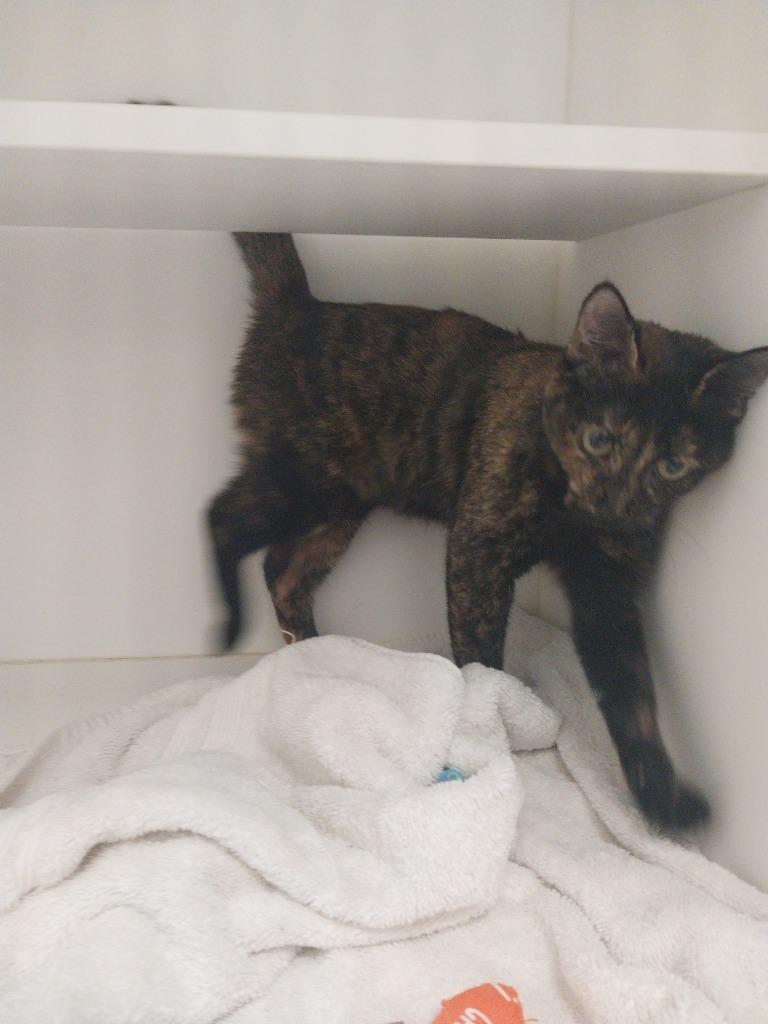 Gina, Adoptable, Young Female Domestic Short Hair.