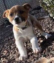 Teri, ADOPTABLE, Puppy Female Mixed Breed.