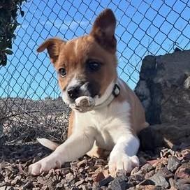 Enlarge Teri, a ADOPTABLE Mixed Breed in Chino valley, AZ image 2/2