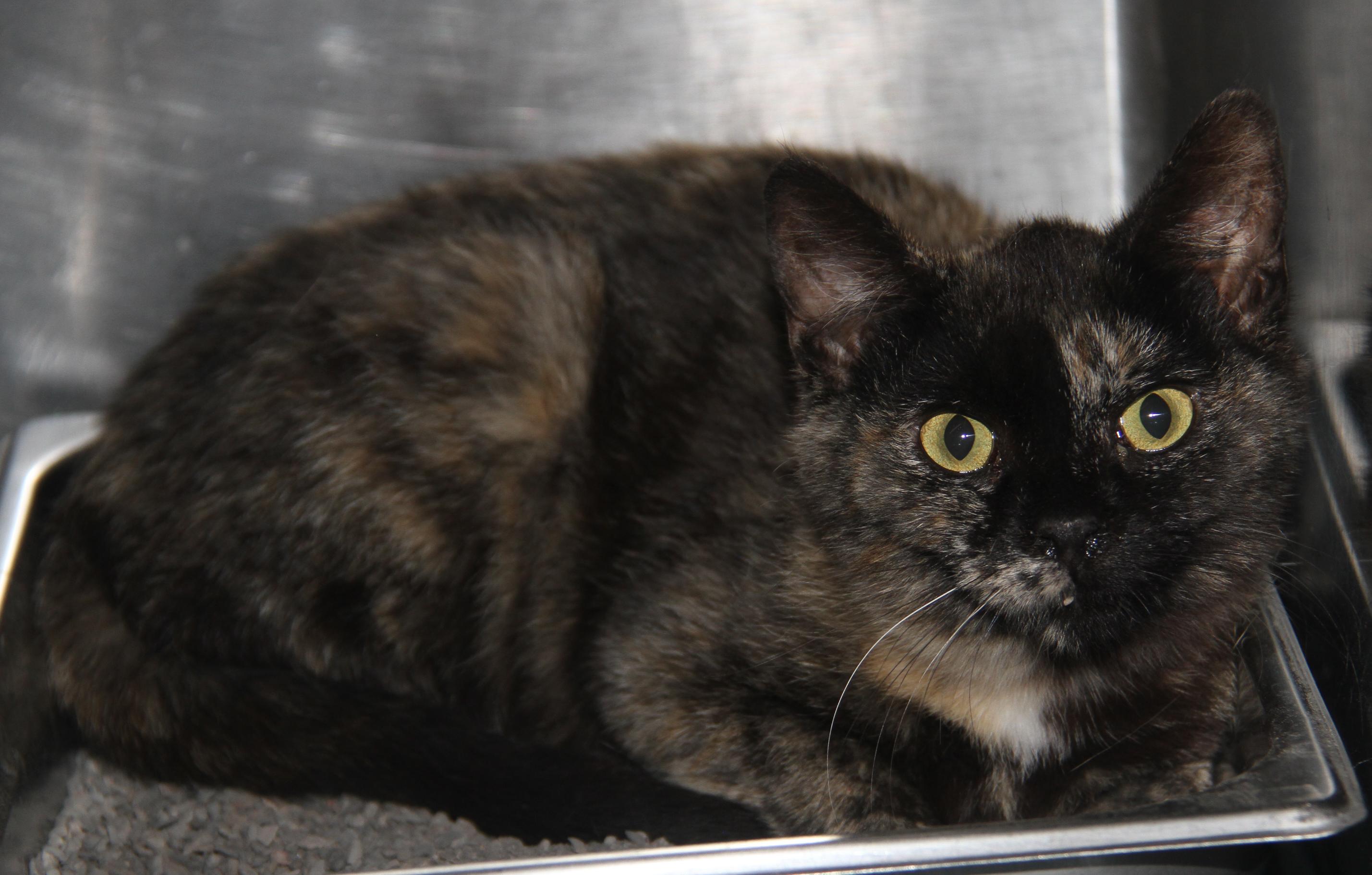 Civic (Spayed) (Bonded Trio w/Pilot & Chipmunk)