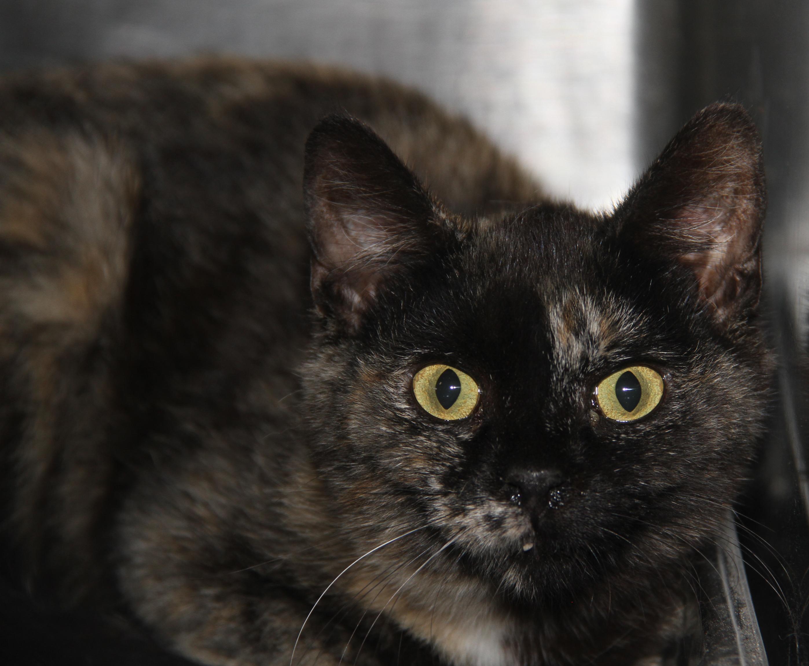 Civic (Spayed) (Bonded Trio w/Pilot & Chipmunk)