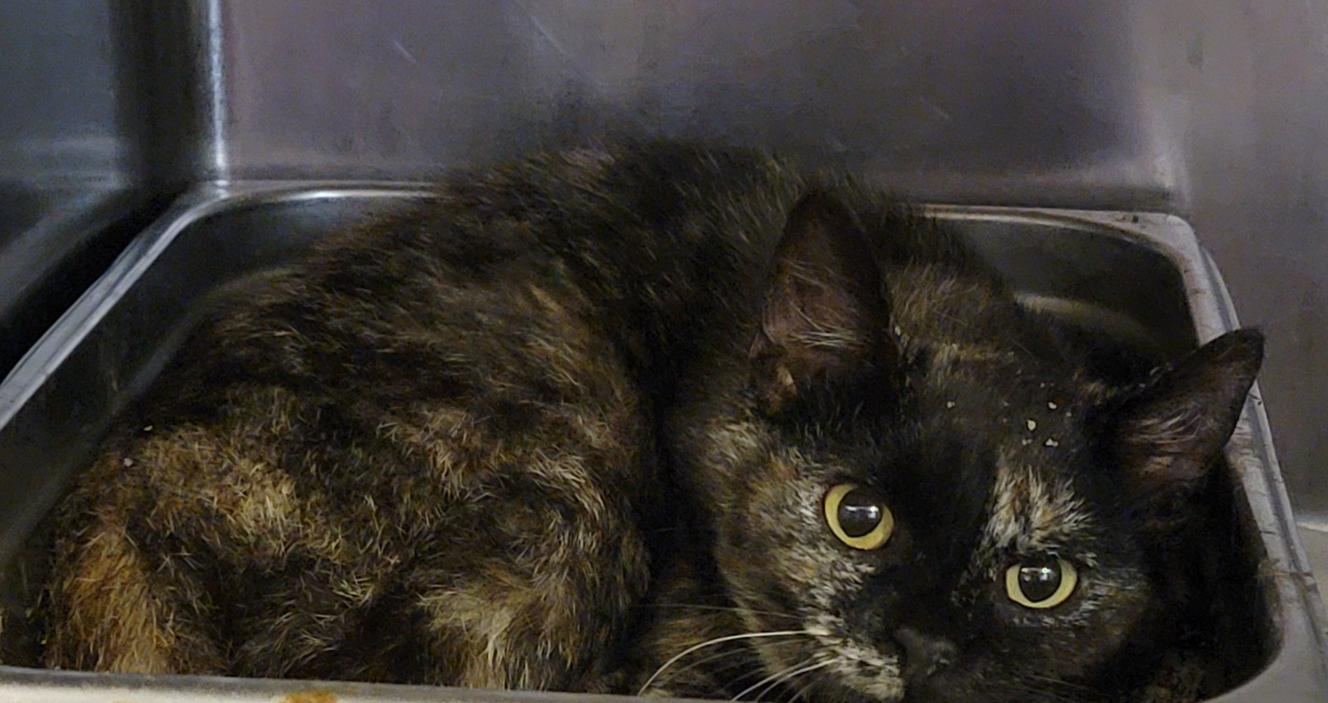 Civic (Spayed) (Bonded Trio w/Pilot & Chipmunk)