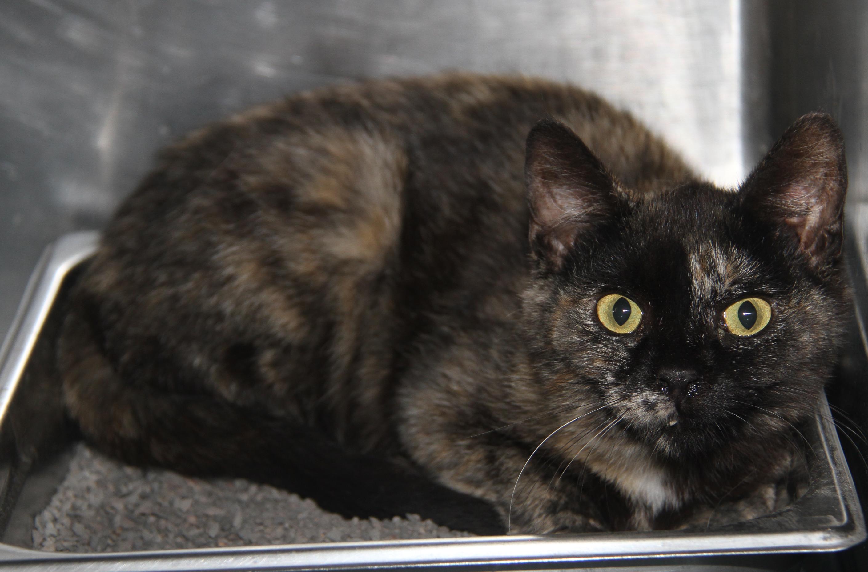 Civic (Spayed) (Bonded Trio w/Pilot & Chipmunk)