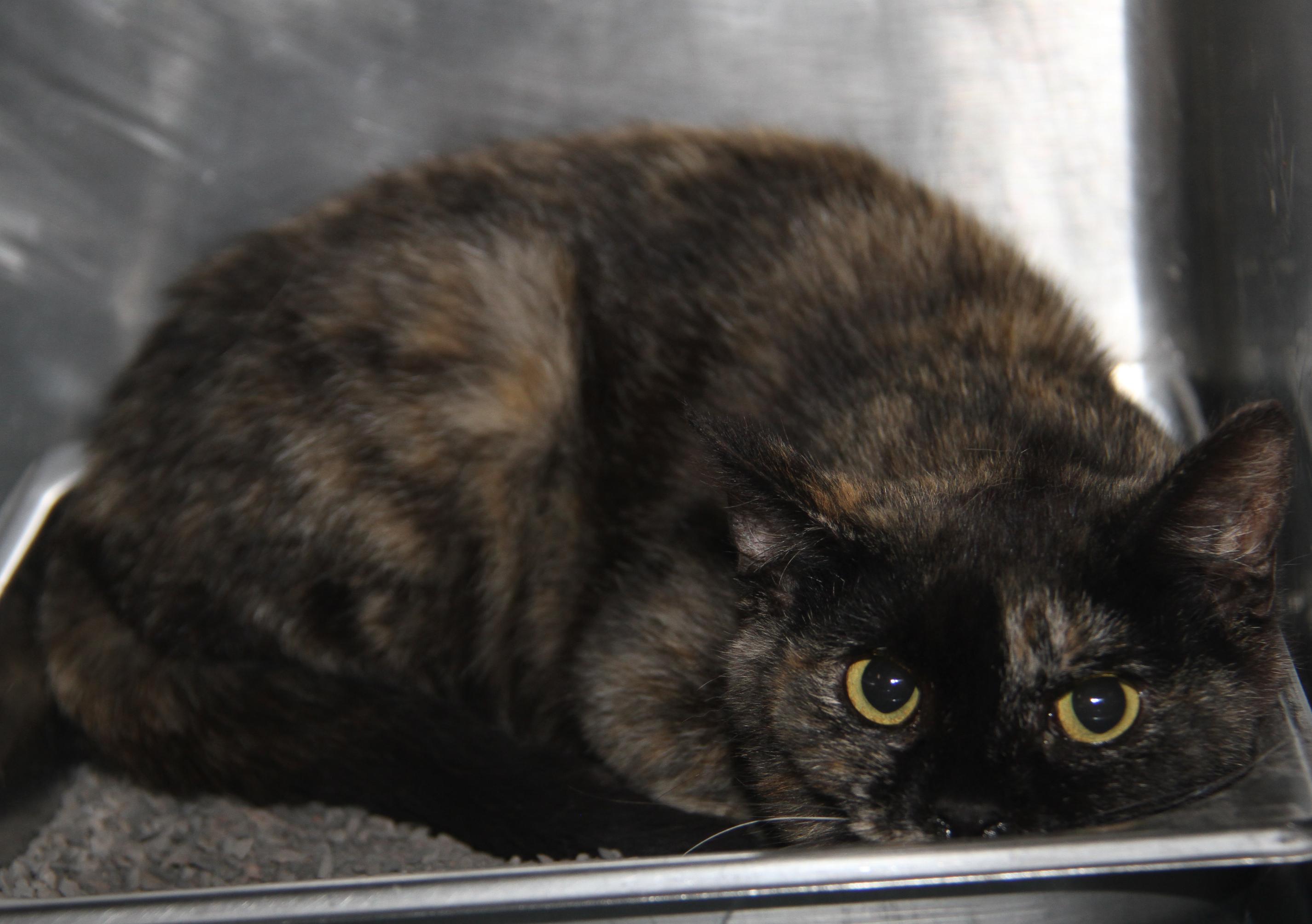 Civic (Spayed) (Bonded Trio w/Pilot & Chipmunk)