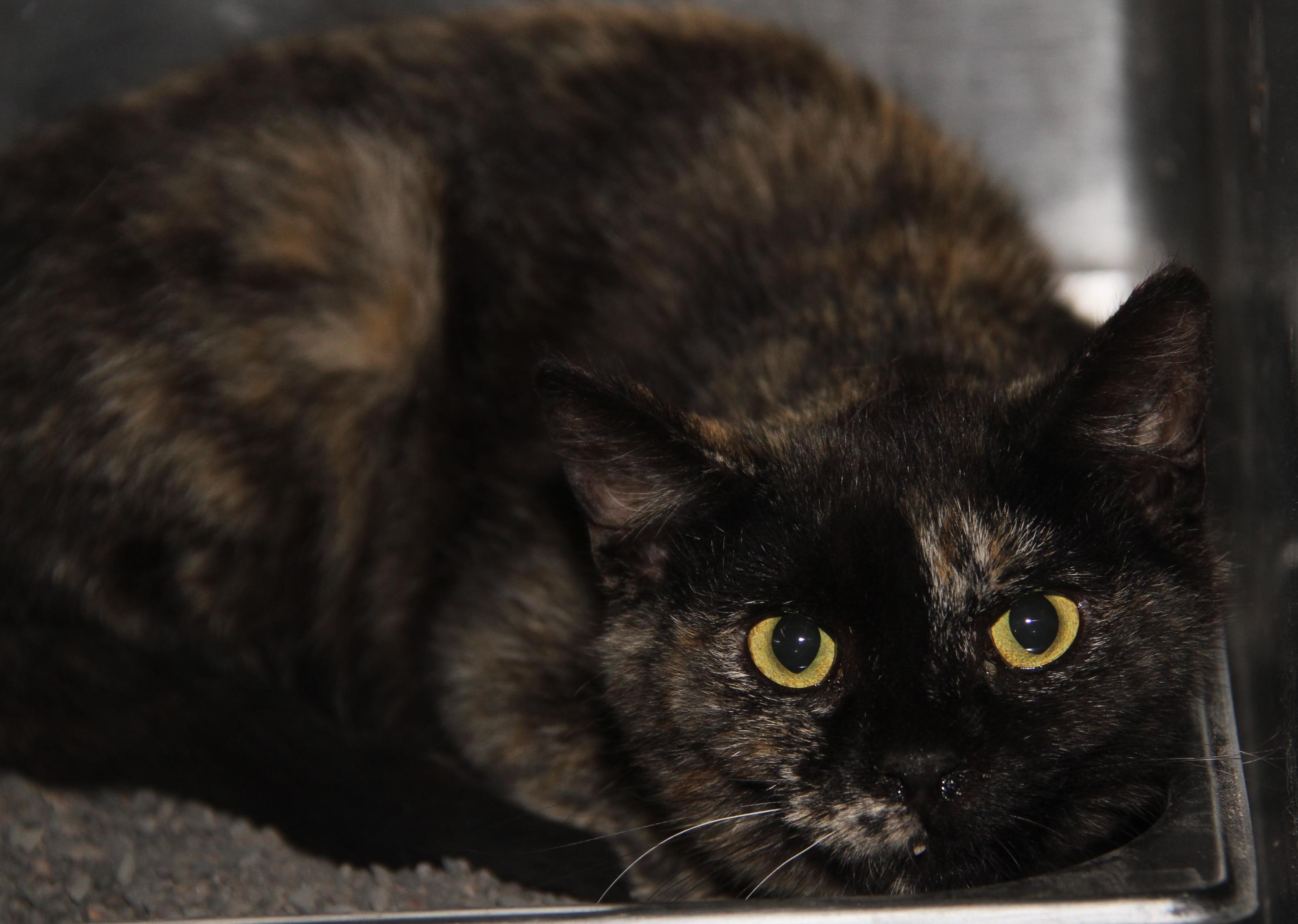 Civic (Spayed) (Bonded Trio w/Pilot & Chipmunk)