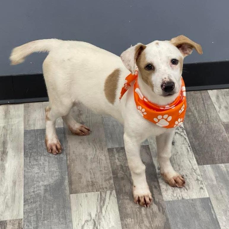 Banana bread, Adoptable, Puppy Female Mixed Breed.