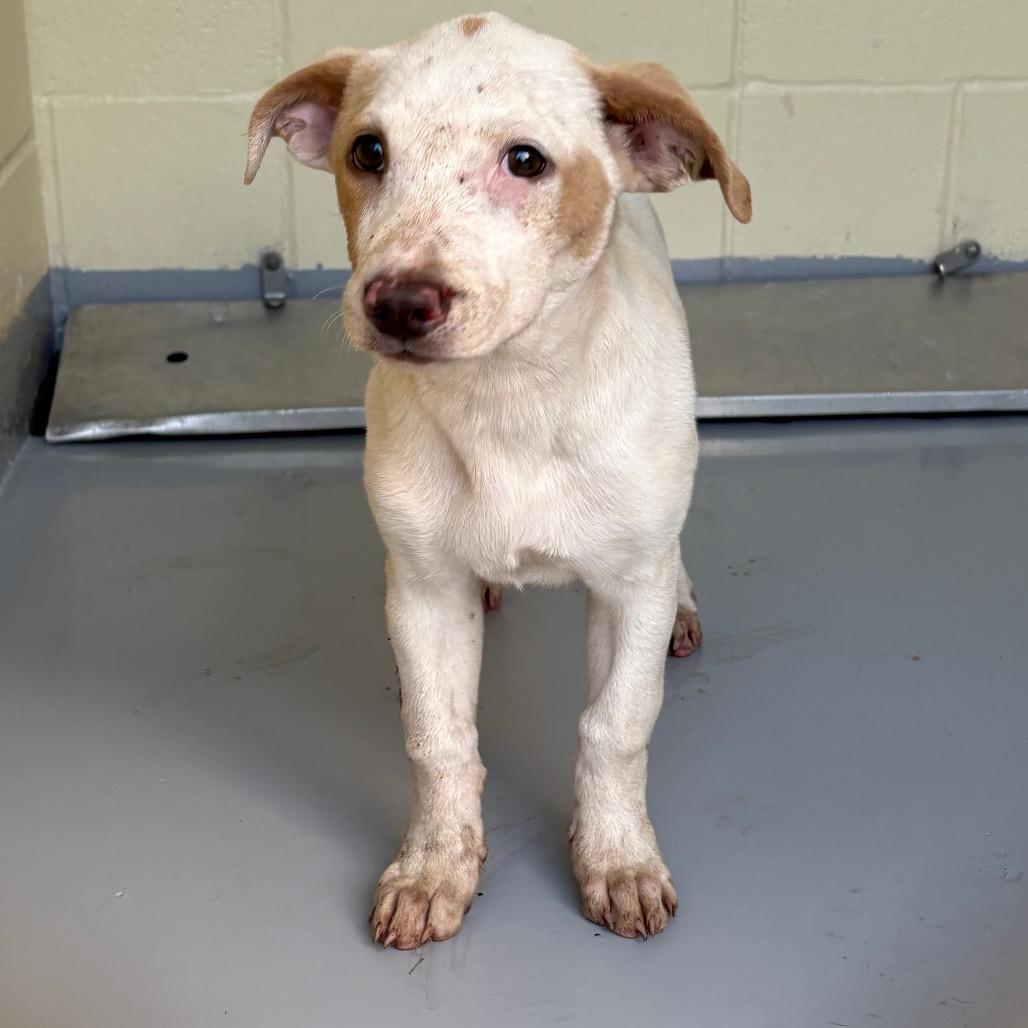 Enlarge Banana bread, a Adoptable Mixed Breed in Lufkin, TX image 1/1