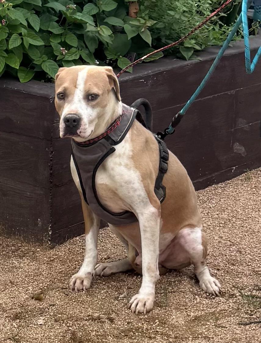 Enlarge Scout Sterling (Slick), a Adopted mixed breed in Cedar City, UT image 3/6