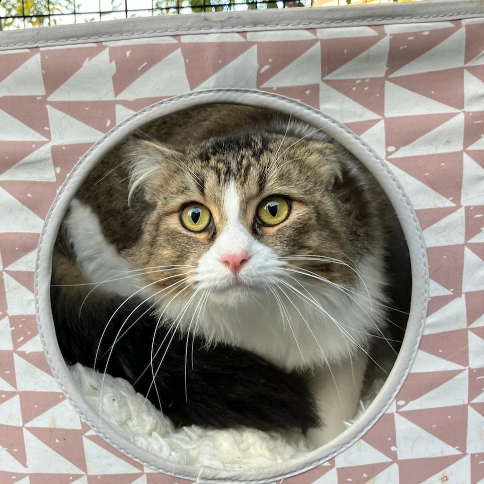 Enlarge Winston, a ADOPTABLE Maine Coon in Oakland, CA image 2/3