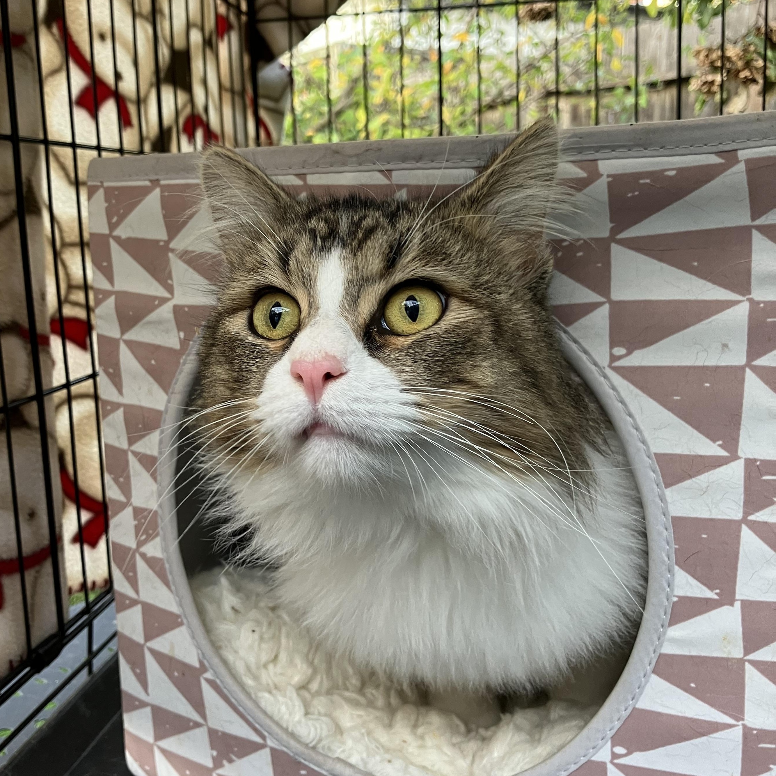 Enlarge Winston, a ADOPTABLE Maine Coon in Oakland, CA image 3/3
