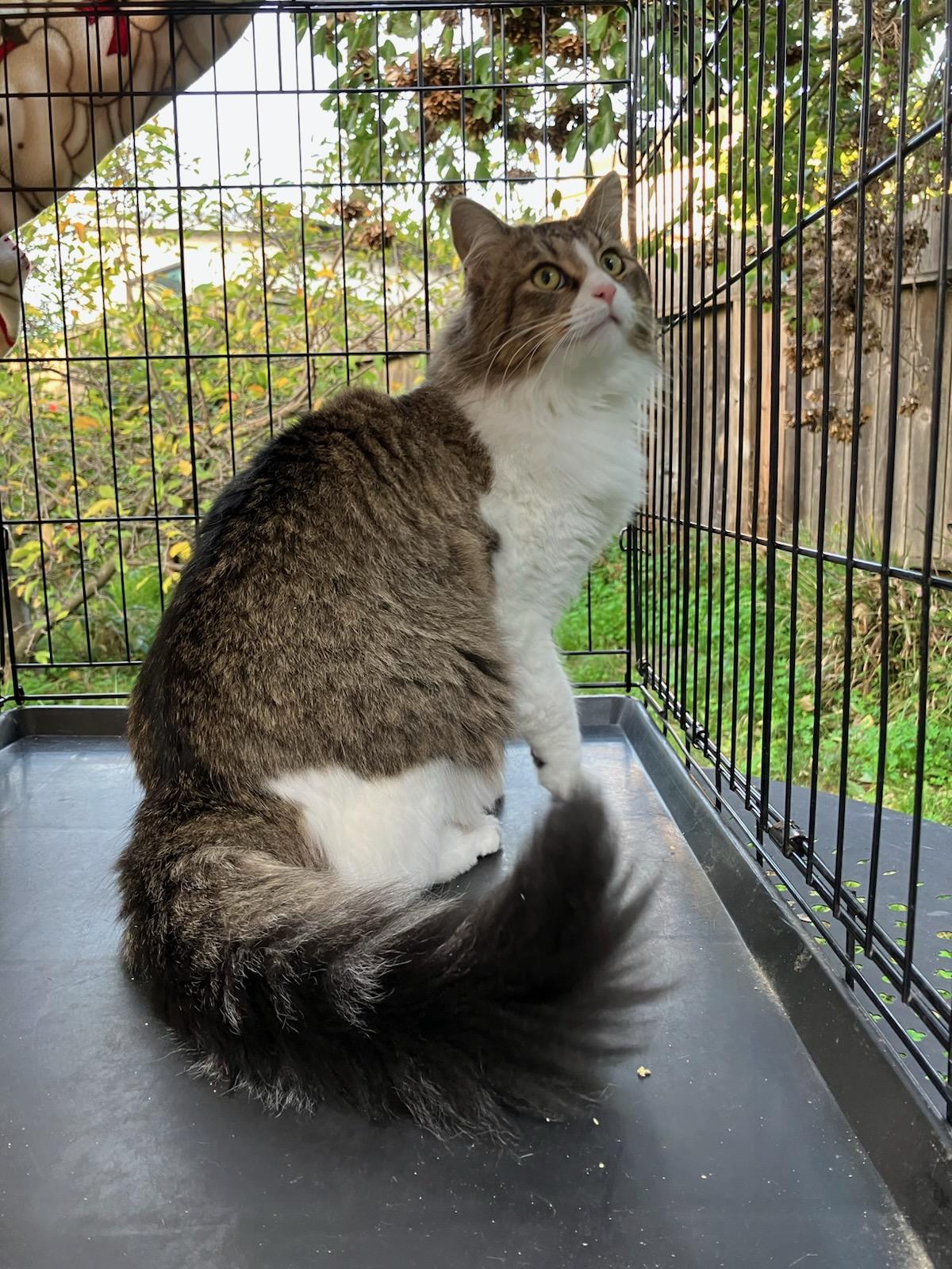 Winston, ADOPTABLE, Adult Male Maine Coon.