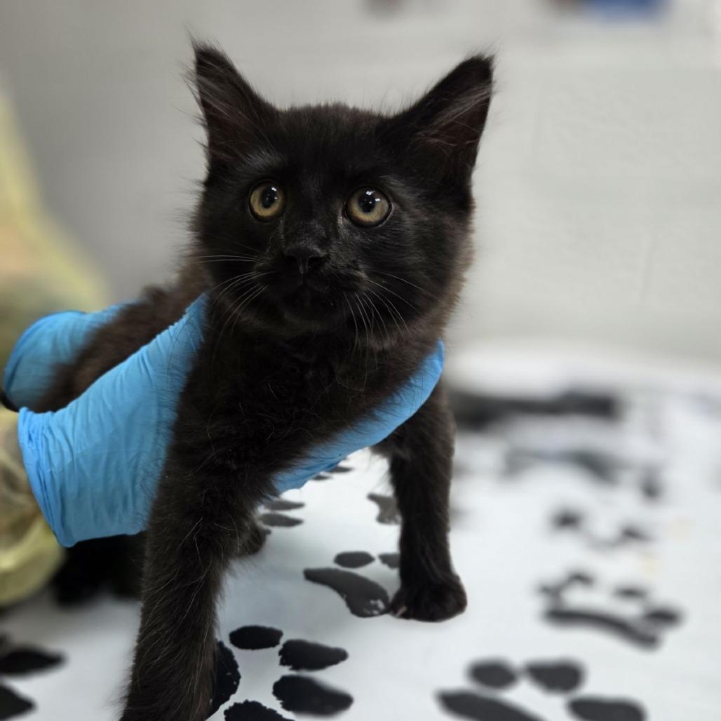 Frijoles, Adoptable, Kitten Male Domestic Long Hair.