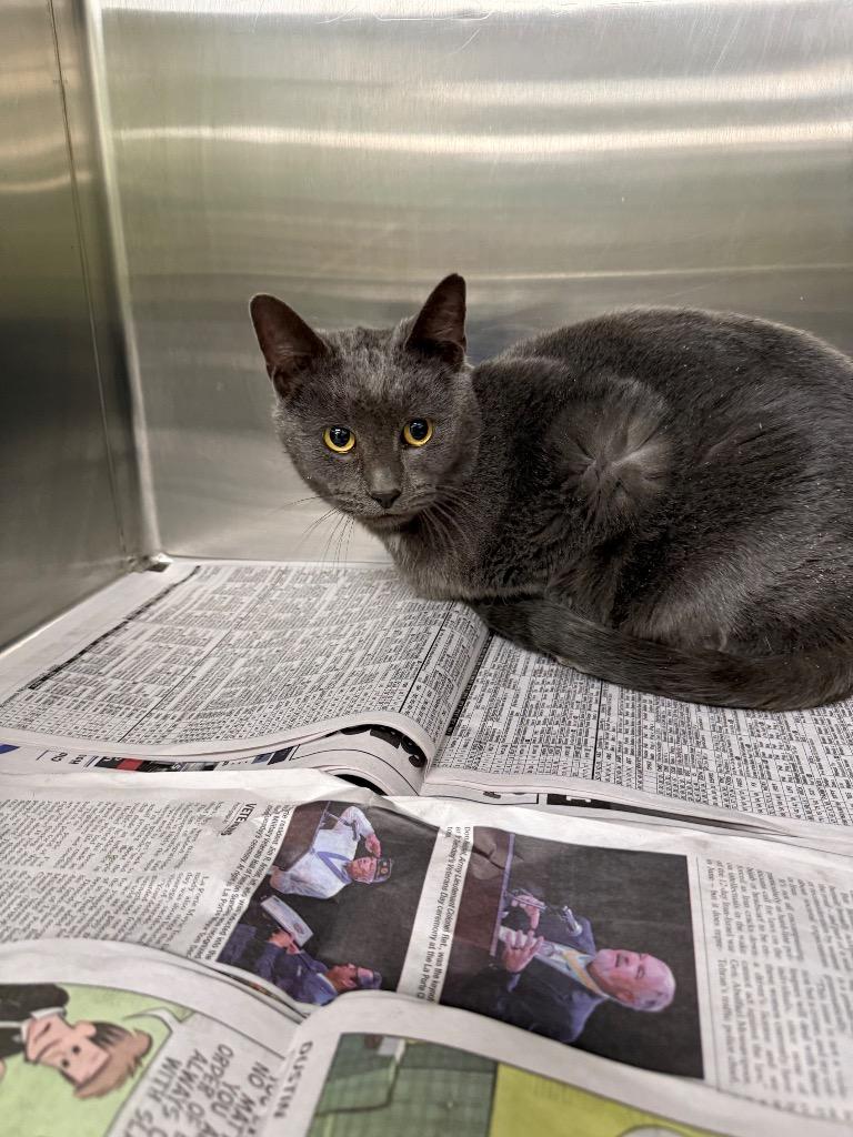 Hiccup, Adoptable, Adult Male Domestic Short Hair.