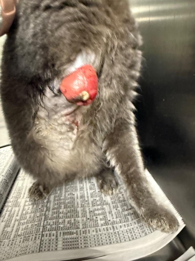 Hiccup, a Adoptable mixed breed in La Porte, IN image 2/3