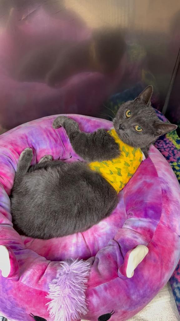 Hiccup, a Adoptable mixed breed in La Porte, IN image 3/3