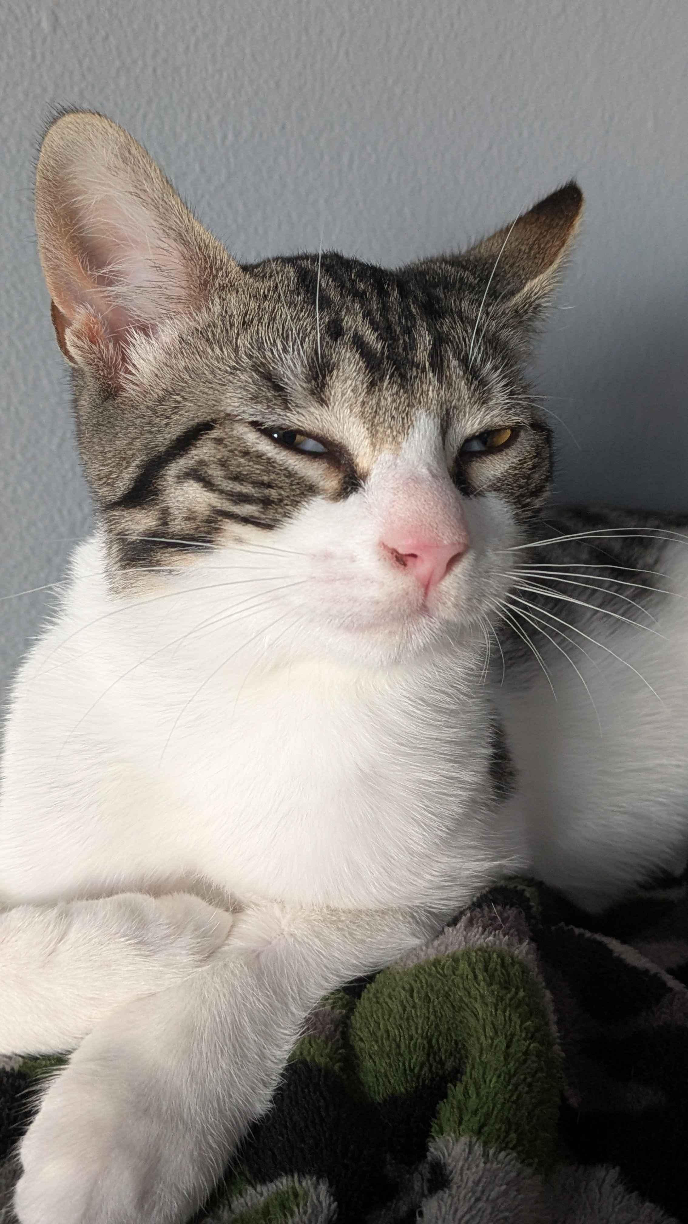 Sparky, a Adoptable Domestic Short Hair in Weehawken, NJ image 4/5