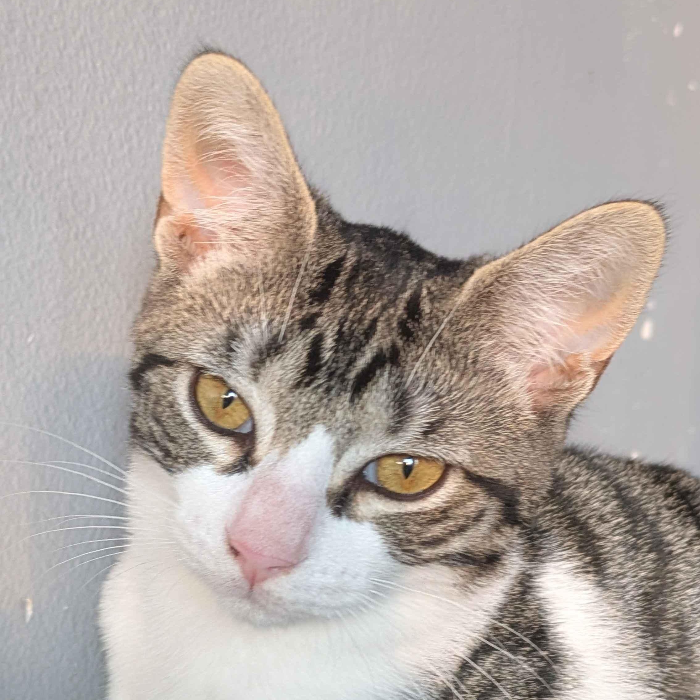 Sparky, a Adoptable Domestic Short Hair in Weehawken, NJ image 5/5