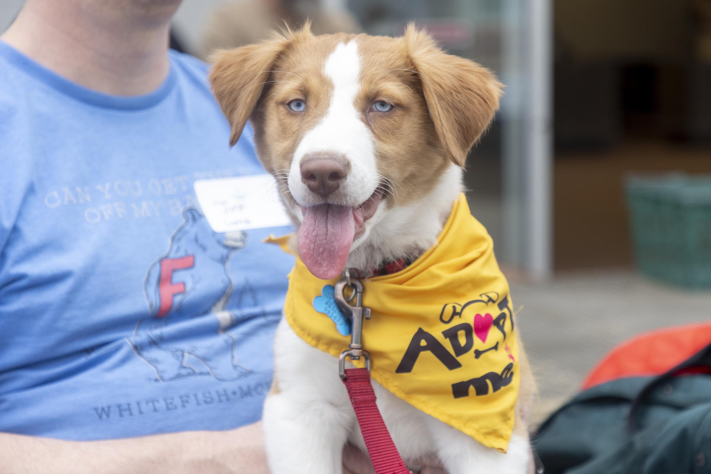 Lance, ADOPTABLE, Puppy Male Retriever & Collie.