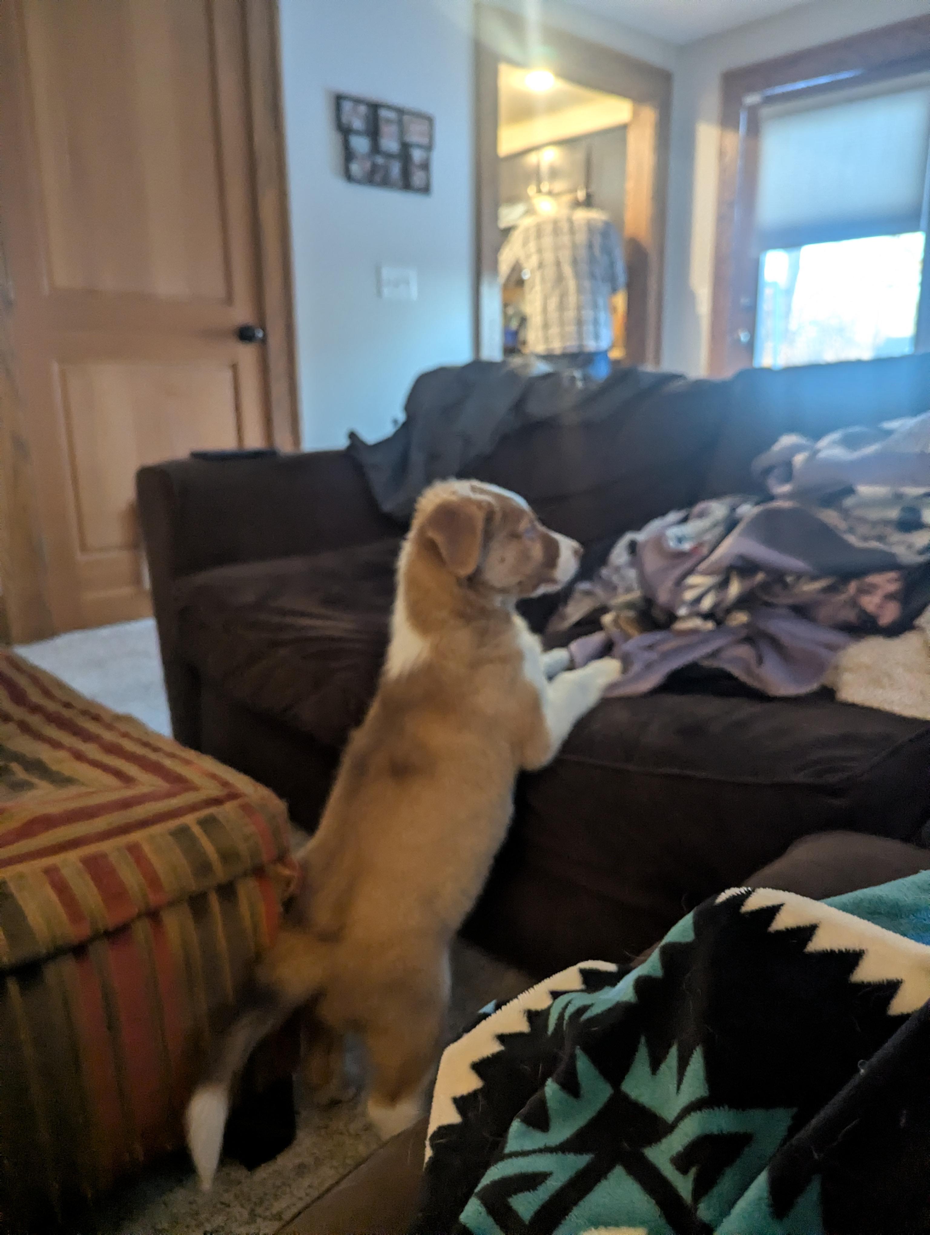 Enlarge Lance, a ADOPTABLE mixed breed in Minneapolis, MN image 4/4