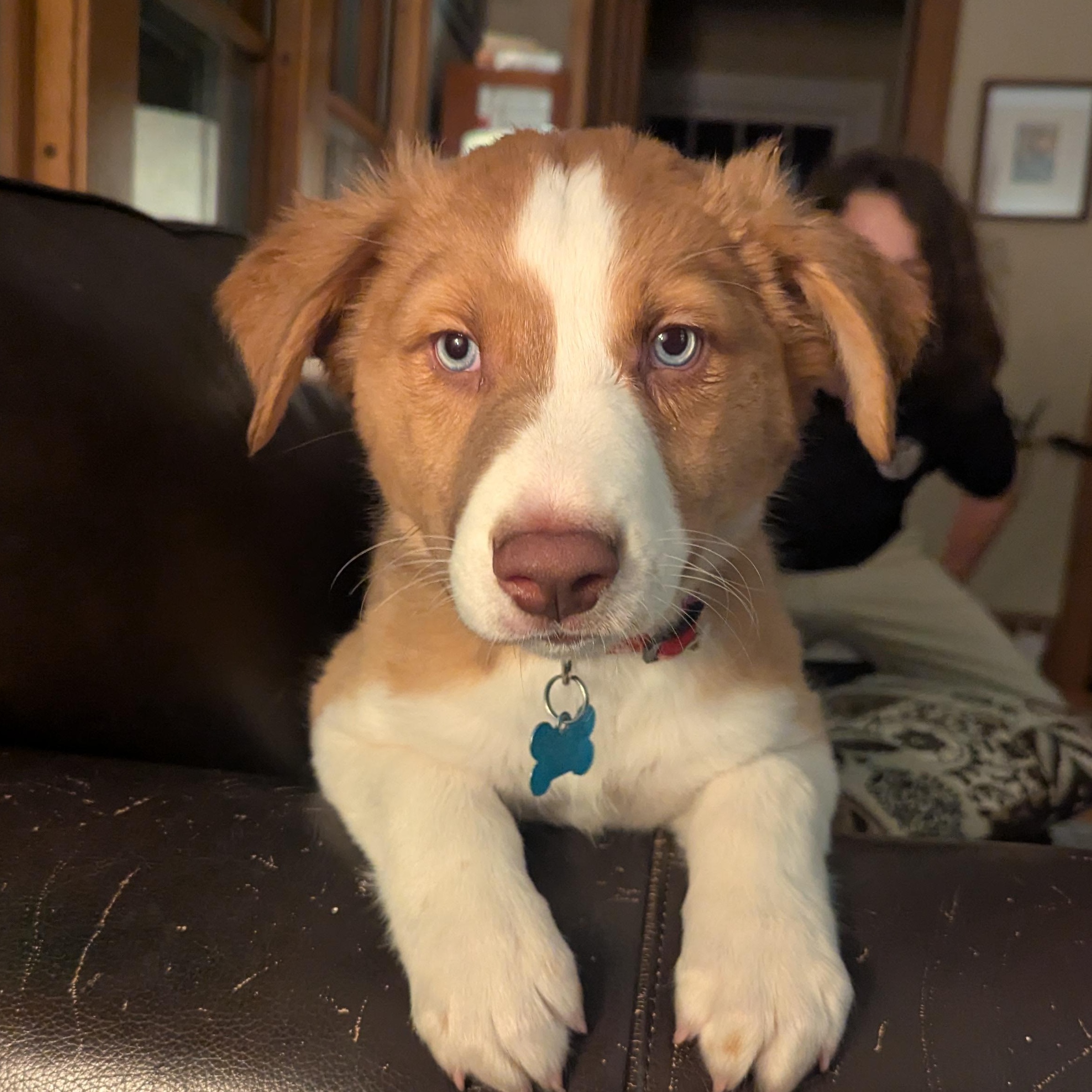 Enlarge Lance, a ADOPTABLE mixed breed in Minneapolis, MN image 1/4