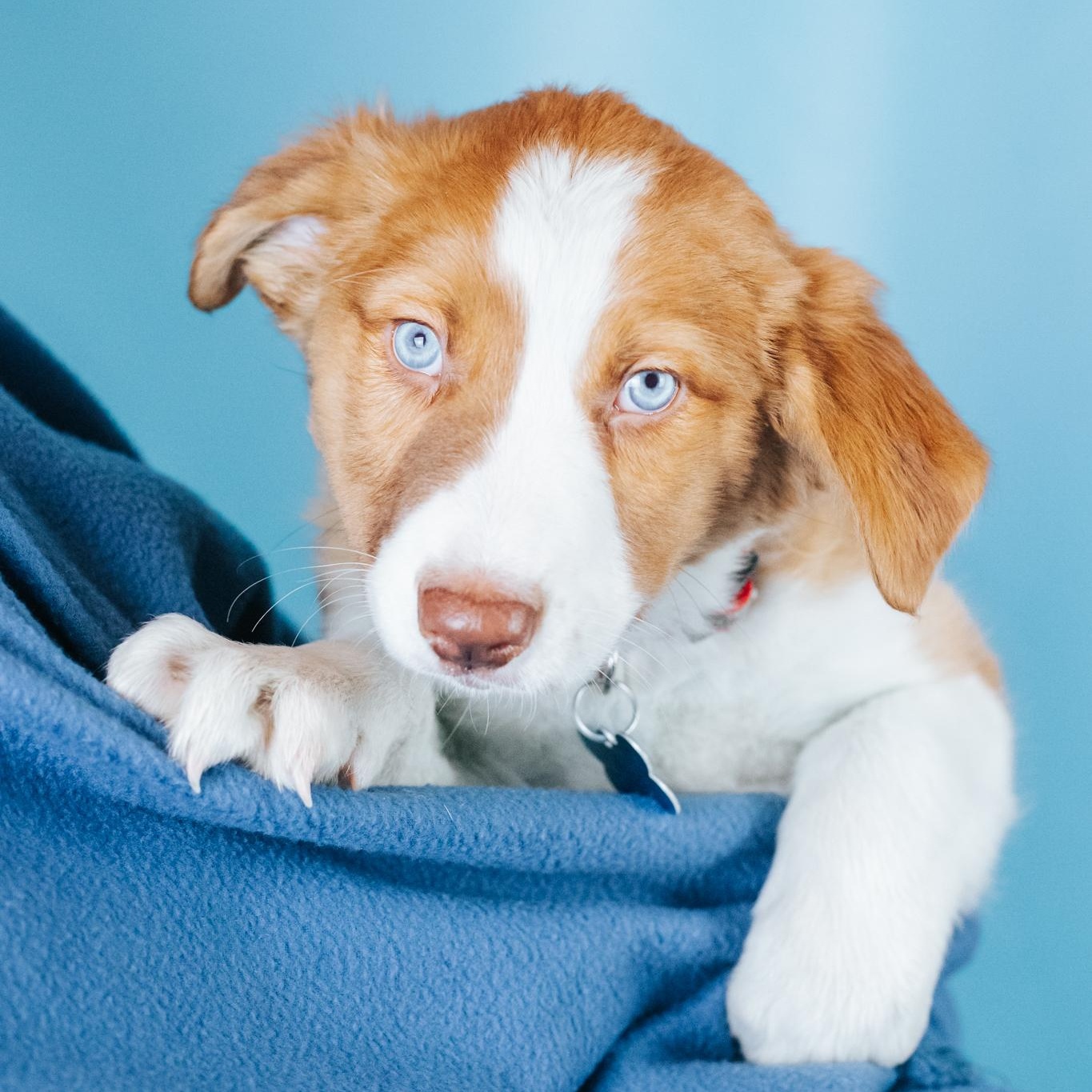 Enlarge Lance, a ADOPTABLE mixed breed in Minneapolis, MN image 2/4